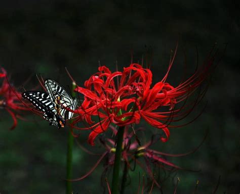 彼岸花含義 皎月映水明又圓